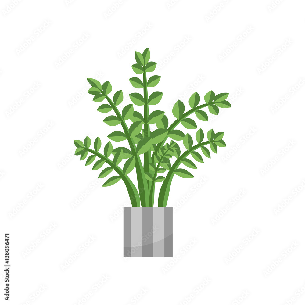 Fototapeta premium Fern.House plant realistic icon for interior decoration . Coniferous plant in flowerpot. vector illustration