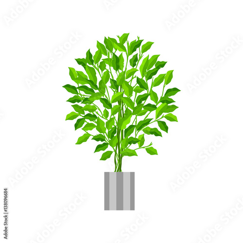 Benjamin ficus. Deciduous plant in flowerpot. House plant realistic icon for interior decoration . Coniferous plant in flowerpot. vector illustration