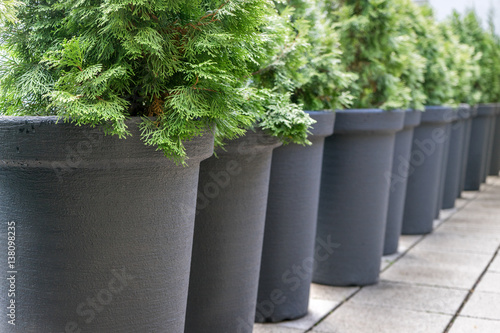 Valokuvatapetti conifers / Row with gray pots with conifers