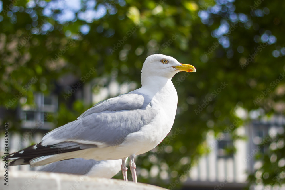 Seagull Seagull