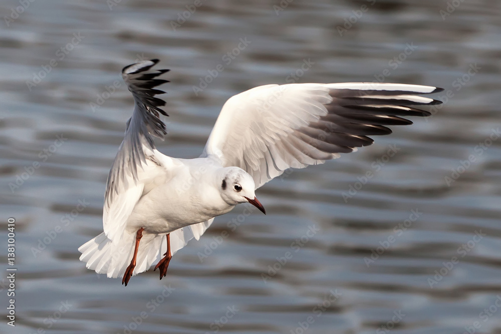 Möwe, Sturmmöwe, Larus canus, fliegend Möwe, Sturmmöwe, Larus canus, fliegend