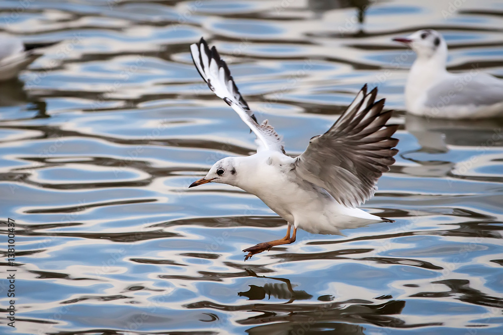 Möwe, Sturmmöwe, Larus canus, fliegend Möwe, Sturmmöwe, Larus canus, fliegend