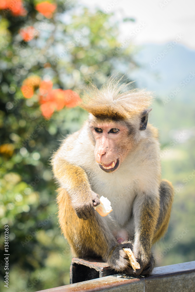 Fototapeta premium Обезьяна с челкой кушает печенье