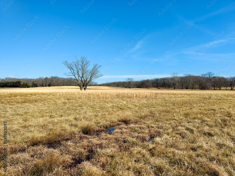 A single tree in a field of golden grass