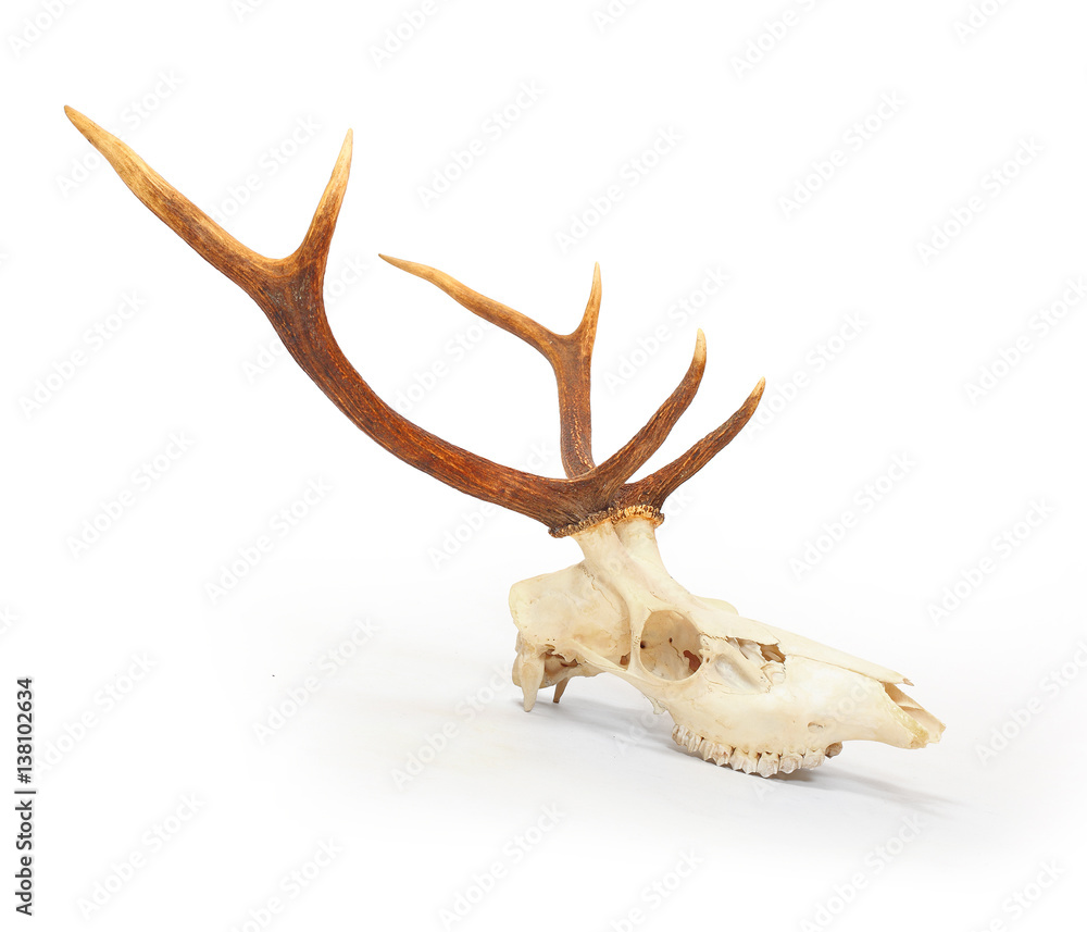 Fototapeta premium The red deer (Cervus elaphus) skull with antlers on white background. Hunting trophy prepared for exhibition.
