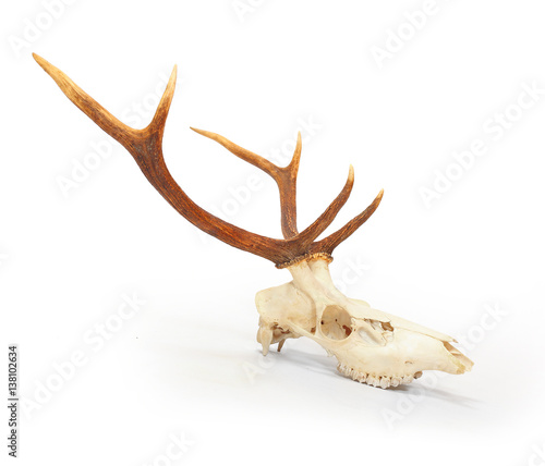 The red deer (Cervus elaphus) skull with antlers on white background. Hunting trophy prepared for exhibition. © Kletr