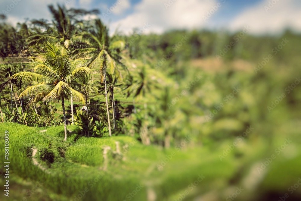 Fototapeta premium Green rice fields on Bali island, Jatiluwih near Ubud, Indonesia