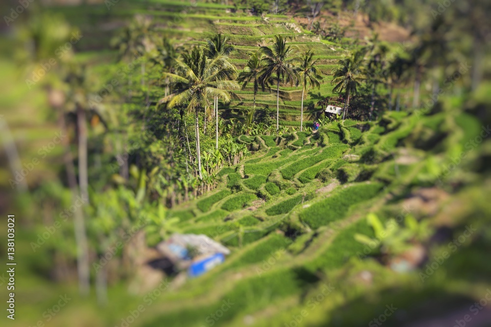 Green rice fields on Bali island, Jatiluwih near Ubud, Indonesia Green rice fields on Bali island, Jatiluwih near Ubud, Indonesia