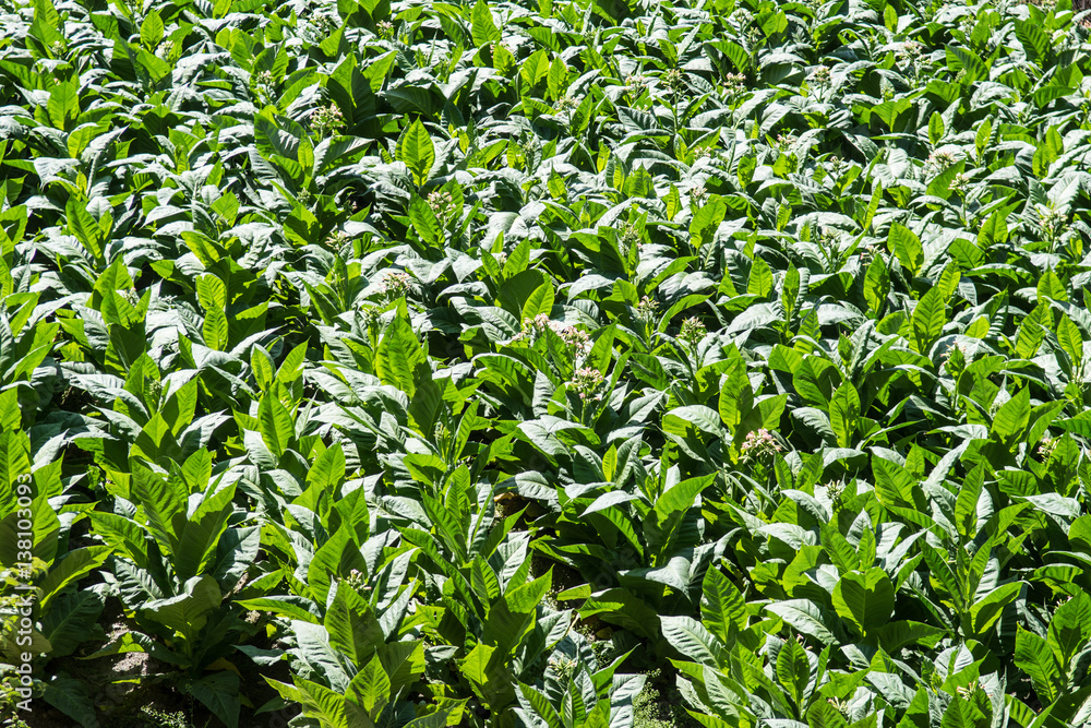 Tobacco plantation Tobacco plantation