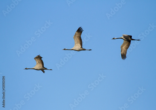 Demoiselle cranes (Anthropoides virgo) in flight, Kalmykia, Russia