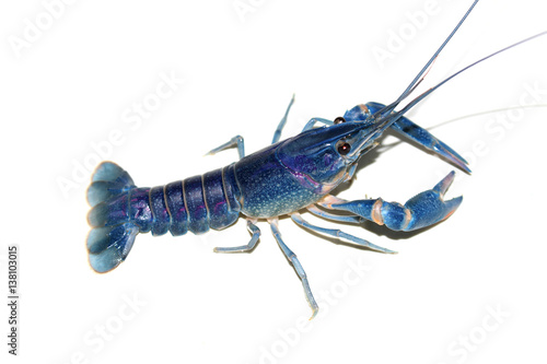 crayfish blue