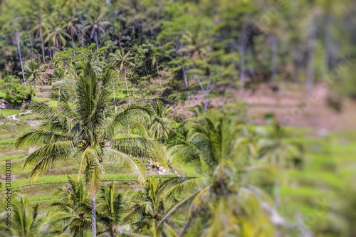 Beautiful green terrace paddy fields on Bali  Indonesia