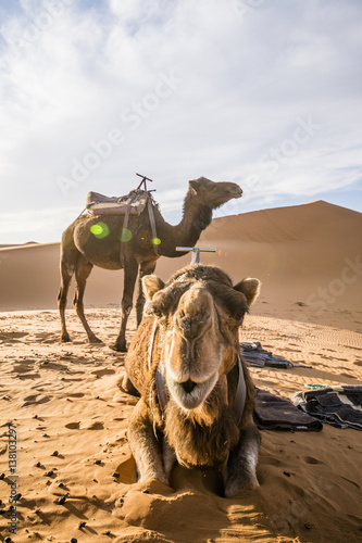 Camels on the Dunes