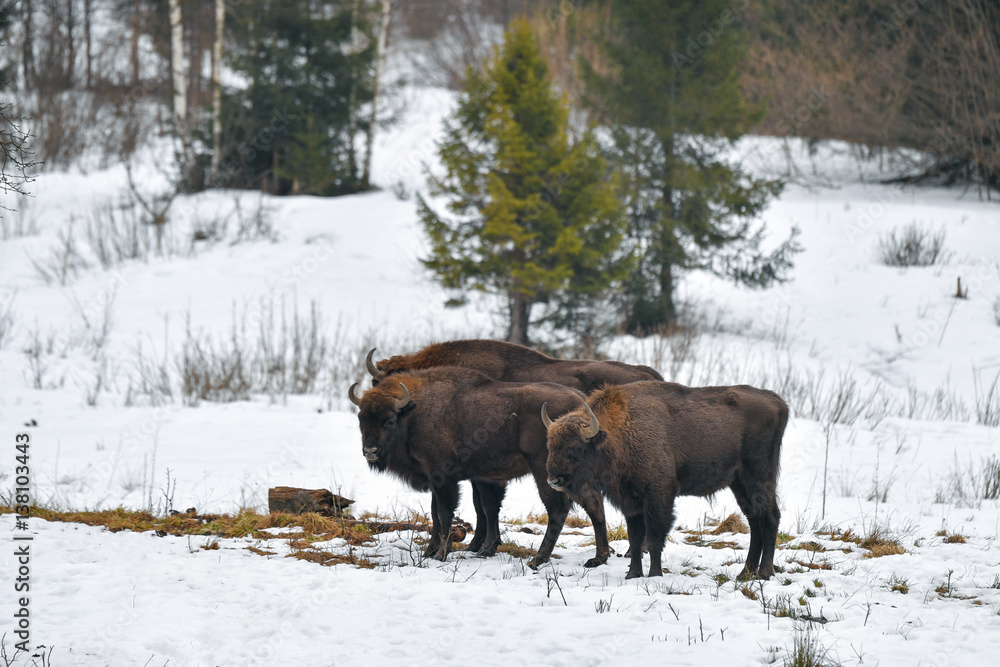 Wild European bison in the forest of the Carpathians Wild European bison in the forest of the Carpathians