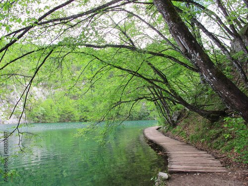 green and foliage forest with a wooden pathway on Plitvice National Park in Croatia