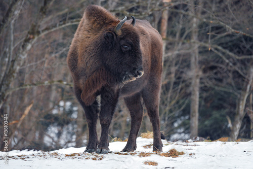 Wild European bison in the forest of the Carpathians   