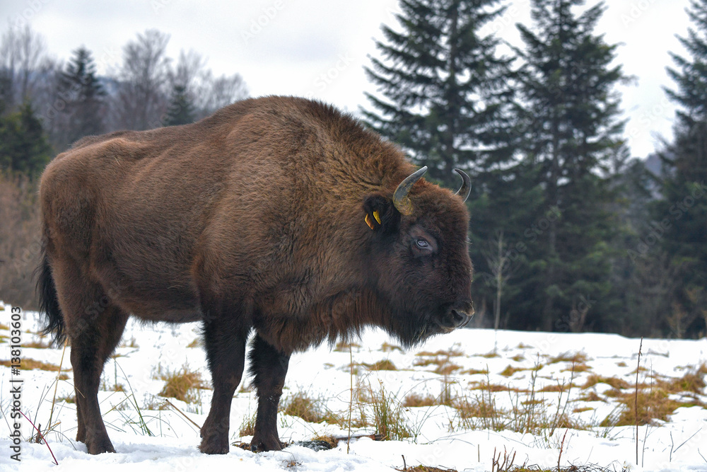 Wild European bison in the forest of the Carpathians Wild European bison in the forest of the Carpathians
