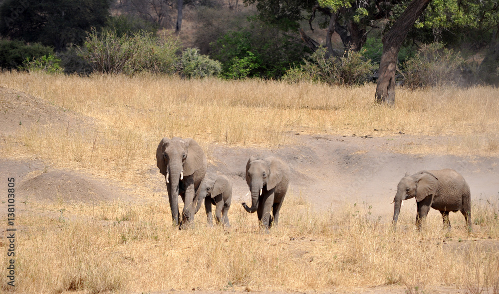 Family of elephants walking across the Serengeti Family of elephants walking across the Serengeti