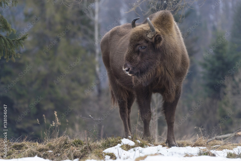 Fototapeta premium Wild European bison in the forest of the Carpathians 