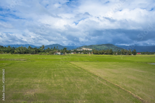 Rice FIeld Da Lat