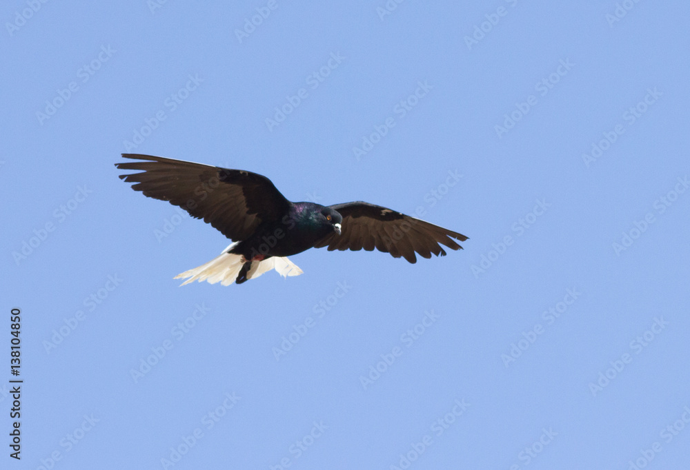 Rock dove (Columba livia) in flight, Kalmykia, Russia Rock dove (Columba livia) in flight, Kalmykia, Russia