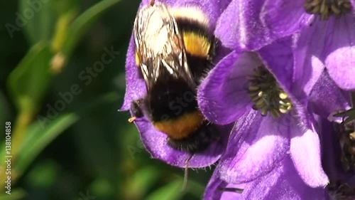 Eine große Hummel krabbelt auf den Eisenhutblüten (Großaufnahme) photo