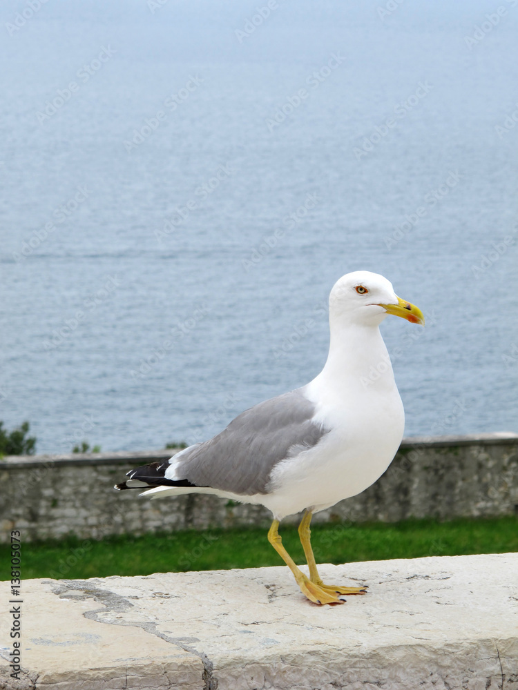 seagull in the beach isolated on the street