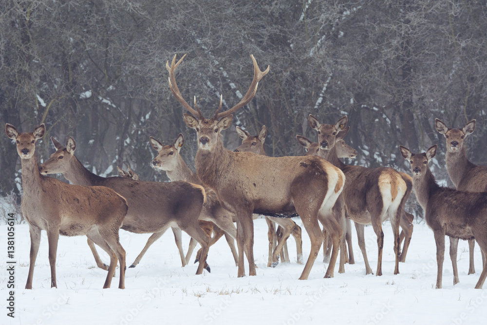 Fototapeta premium Red deer portrait on snow and forest in winter time