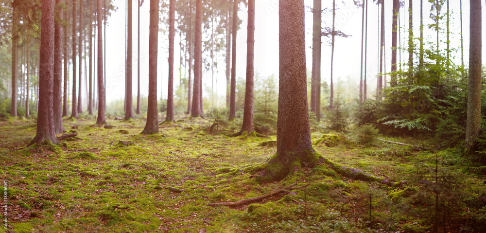 Obraz premium Fall in the Forest