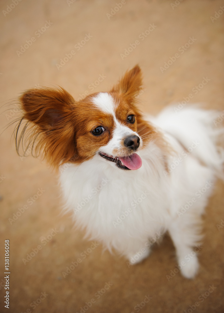 Papillon dog standing looking up Papillon dog standing looking up