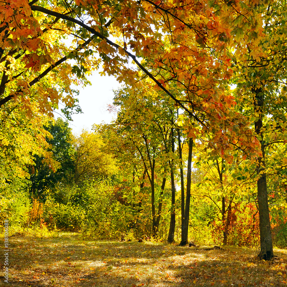 Plakat jesień las i opadłe żółte liście