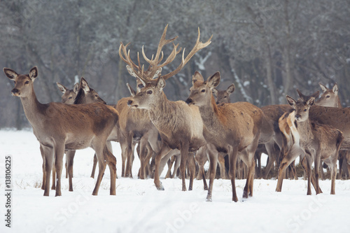 Fototapeta Naklejka Na Ścianę i Meble -  Red deer portrait on snow and forest in winter time