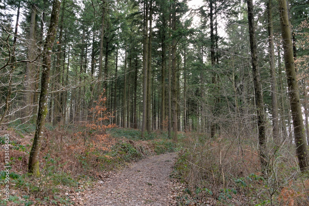Fototapeta premium Forêt
