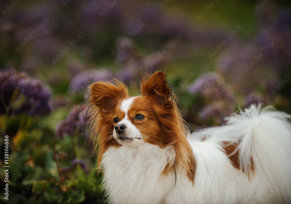 Papillon dog sitting in field of spring flowers Papillon dog sitting in field of spring flowers