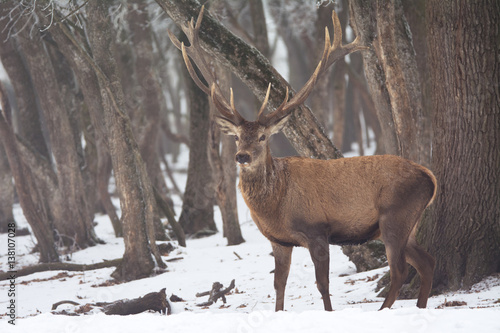 Red deer in winter © zorandim75