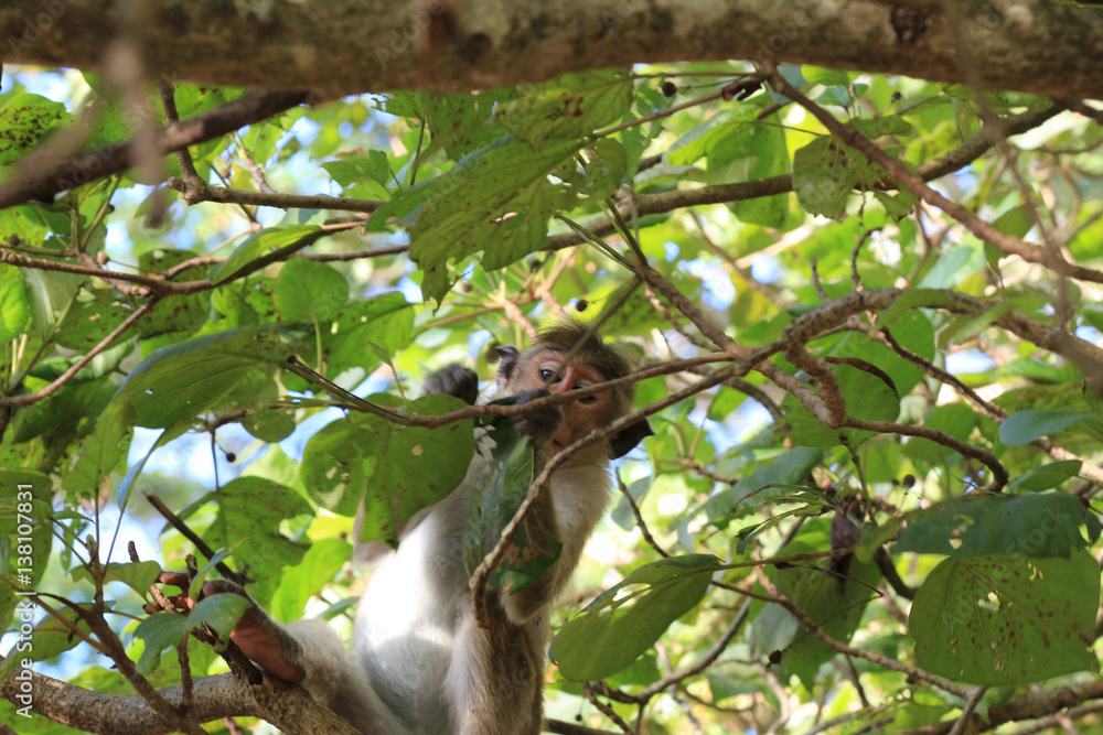 Toque Macaque monquis also called rilewa or rilawa monkey in Sri Lanka Toque Macaque monquis also called rilewa or rilawa monkey in Sri Lanka