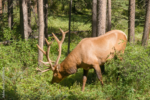 Elk at the 1A  Banff National Park  Alberta  CA