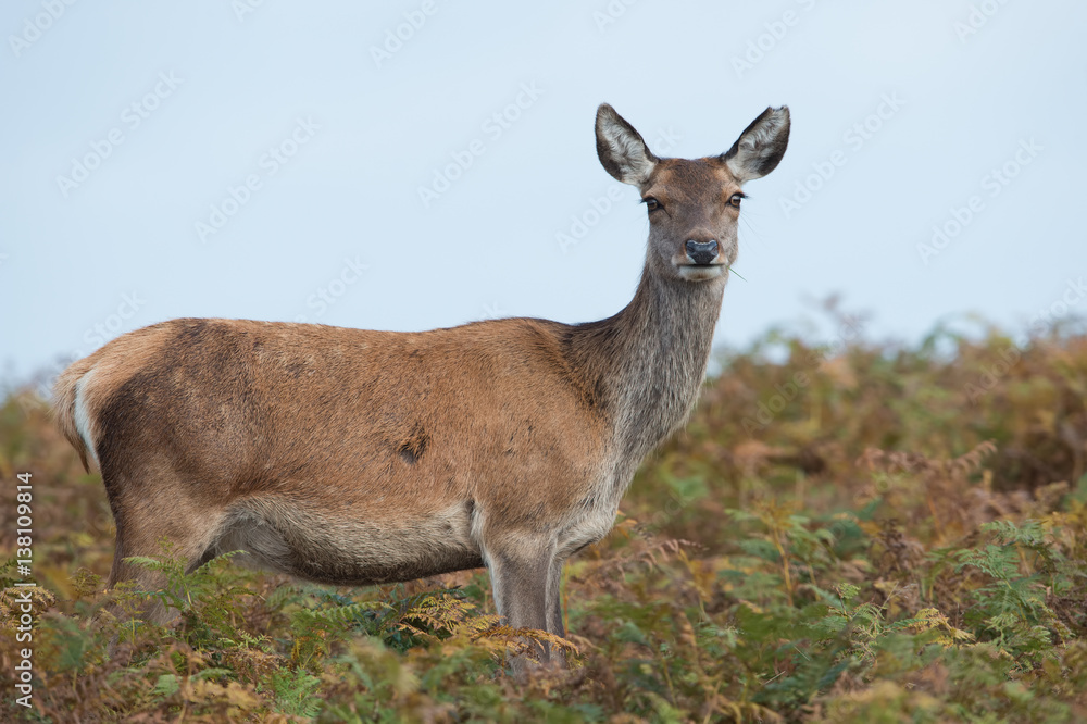 Red Deer Hind (Cervus elaphus)/Red Deer Hind in thick bracken Red Deer Hind (Cervus elaphus)/Red Deer Hind in thick bracken