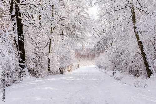 Winter forest in Raeren Belgium