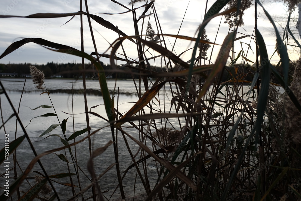 Fototapeta premium roseaux sur un lac