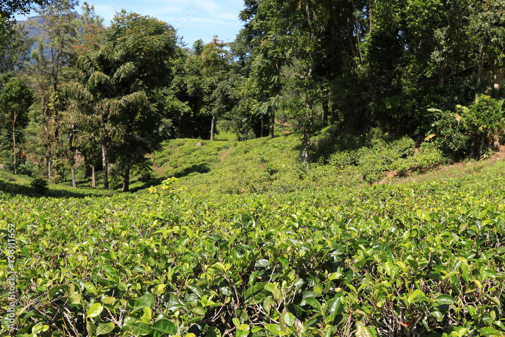 Tea plants at Nuwara Eliya, Sri Lanka Tea plants at Nuwara Eliya, Sri Lanka