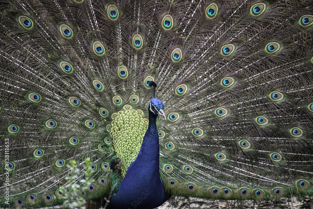 Fototapeta premium peacock, bird