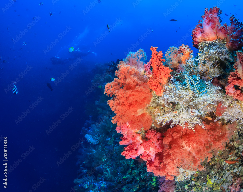 SCUBA divers on a deep, colorful, coral reef wall