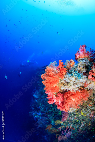 Fototapeta Naklejka Na Ścianę i Meble -  SCUBA divers in silhouette next to colorful pink and orange soft corals on a deep tropical reef