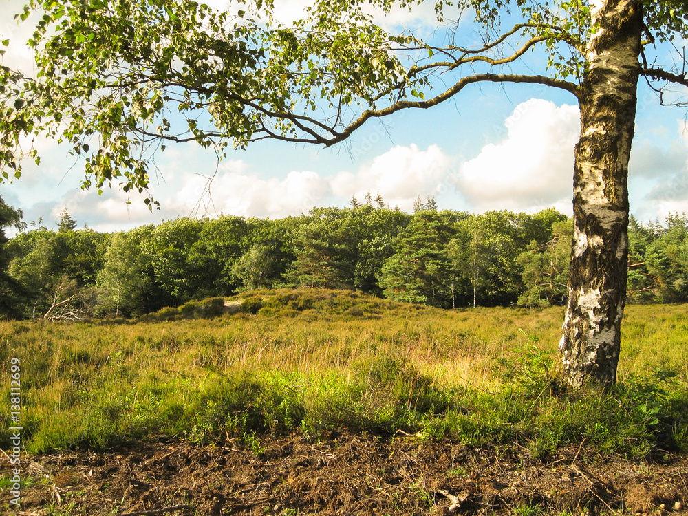 Heath landscape at Epe, NLD Heath landscape at Epe, NLD