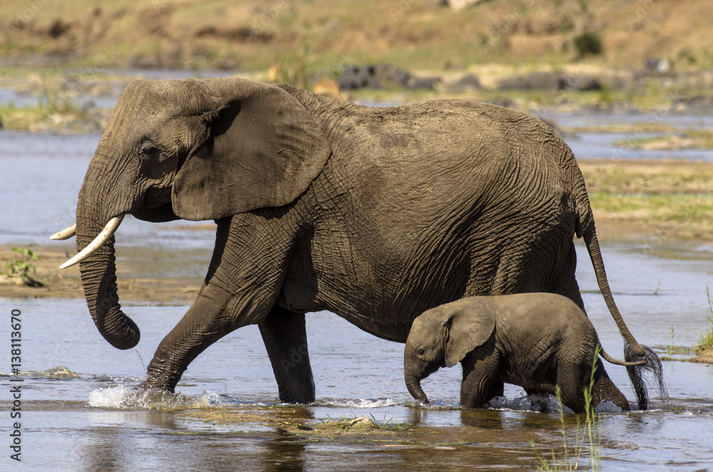 Éléphant d'Afrique, femelle et jeune, Loxodonta africana, Parc national Kruger, Afrique du Sud Éléphant d'Afrique, femelle et jeune, Loxodonta africana, Parc national Kruger, Afrique du Sud