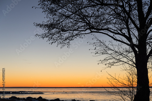 Tree silhouette by a colorful sky