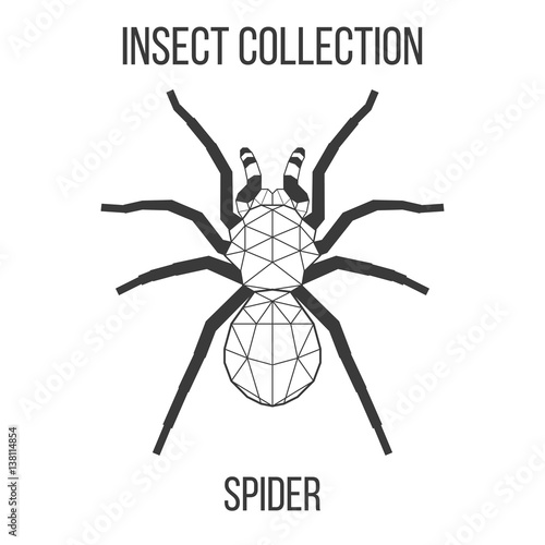 Spider insect geometric lines silhouette isolated on white background vintage vector design element illustration