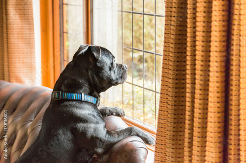 Staffordshire bull terrier dog sitting up on a leather sofa in a home with his paws on the back looking out of a traditional style lead lined window.