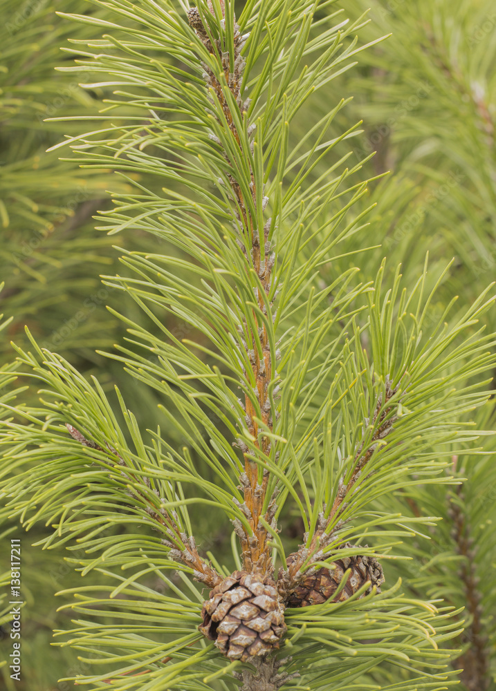 Obraz premium Spruce branch with cone in autumn